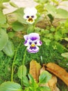 Close up shot of Viola cornuta flower in the garden. Royalty Free Stock Photo