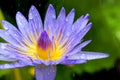 close up shot of violet lotus in raining Royalty Free Stock Photo