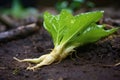 close-up shot of wasabi root with green leaves on muddy ground