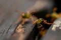 Close up shot of wasps