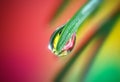 Close up shot of water droplet on a conifer tree leaf