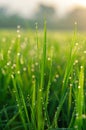 Close-Up of Grass With Water Droplets Royalty Free Stock Photo
