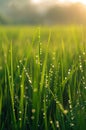 Close-Up of Grass With Water Droplets Royalty Free Stock Photo