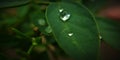 Close up shot of water droplets on hydro phobic leaf surface