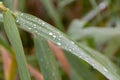 A close-up shot of water droplets on a reed in the sunshine