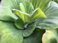 Photo of water lettuce plants