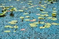 Water lilies and lake Royalty Free Stock Photo