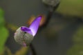 Close-up shot of a water lily blooming its first petal.