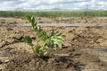 Close-up shot of watermelon crop plant Royalty Free Stock Photo