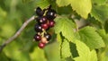 Black currant on the bush