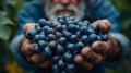 close-up shot of weathered farmer hands gently harvesting ripe grapes in a sunlit vineyard