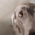 Close up shot of a weimaraner dog eye indoors Royalty Free Stock Photo