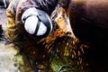 Close up shot welder until welding, sparks flying around. Royalty Free Stock Photo