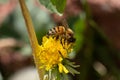 Close-up shot of a Western honey bee pollinating a yellow dandelion flower Royalty Free Stock Photo