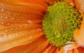 Wet orange Gerber daisy flower Royalty Free Stock Photo