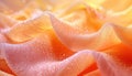 Close up shot of wet pink and orange flower with drops of water on its petals Royalty Free Stock Photo