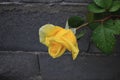 Close-up shot of a wet yellow rose growing in the garden Royalty Free Stock Photo