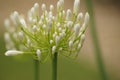 Close-up shot of white Agapanthus