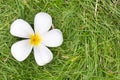 Close Up Shot Of The White Almeria flower bloom