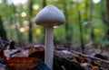 Close-up shot of a white Amanita virosa mushroom grown in the forest