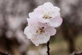 Close-up shot of the white apricot flowers blooming on the branches. Royalty Free Stock Photo