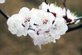 Close-up shot of the white apricot flowers blooming on the branches.