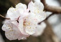 Close-up shot of the white apricot flowers blooming on the branches.