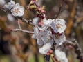 Close up shot of white Armenian plum blossom