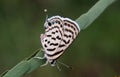 Close up shot of white beautiful butterfly on Green grass. Royalty Free Stock Photo