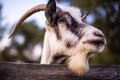 Close-up shot of a white and black goat's face staring over a wooden fence Royalty Free Stock Photo