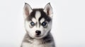 Close-up Shot Of White And Black Husky Puppy On White Background