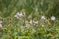 Close-up shot of white bladder campion flowers in a blur