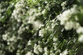 A close up shot of white bougainvillea flowers, Tropical bougainvillea white flowers, Royalty Free Stock Photo