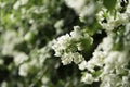 A close up shot of white bougainvillea flowers, White blooming Bougainvillea flowers Royalty Free Stock Photo