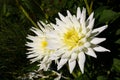 Close-up shot of white dahlias in a garden