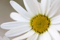 Daisy flower