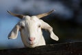 Close-up shot of a white goat with long, curved horns, in front of a wooden fence Royalty Free Stock Photo