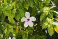 Close-up shot of white hibiscus flower on a branch among the leaves