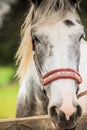 Close up shot of a white horse with a mane