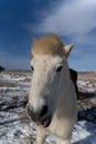 a close up shot of a horse in the snow with the mouth open Royalty Free Stock Photo