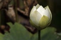 Close up shot of white lotus flower bud Royalty Free Stock Photo