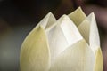 Close up shot of white lotus flower bud Royalty Free Stock Photo