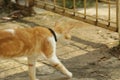 Close up shot of white -  orange cat at the garden Royalty Free Stock Photo