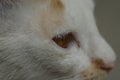 Close up shot of white -  orange cat Royalty Free Stock Photo