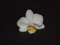 Close-up shot of white orchid against black background Royalty Free Stock Photo