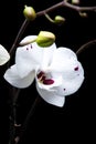 Close-up shot of white orchids with pink spots against a stark black background Royalty Free Stock Photo