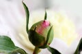 Close up shot of white peony flower buds.