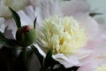 Close up shot of white peony flowers and buds.