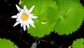Close Up Shot of white Petal Lotus Royalty Free Stock Photo