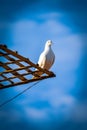 Close up shot of a white pigeon